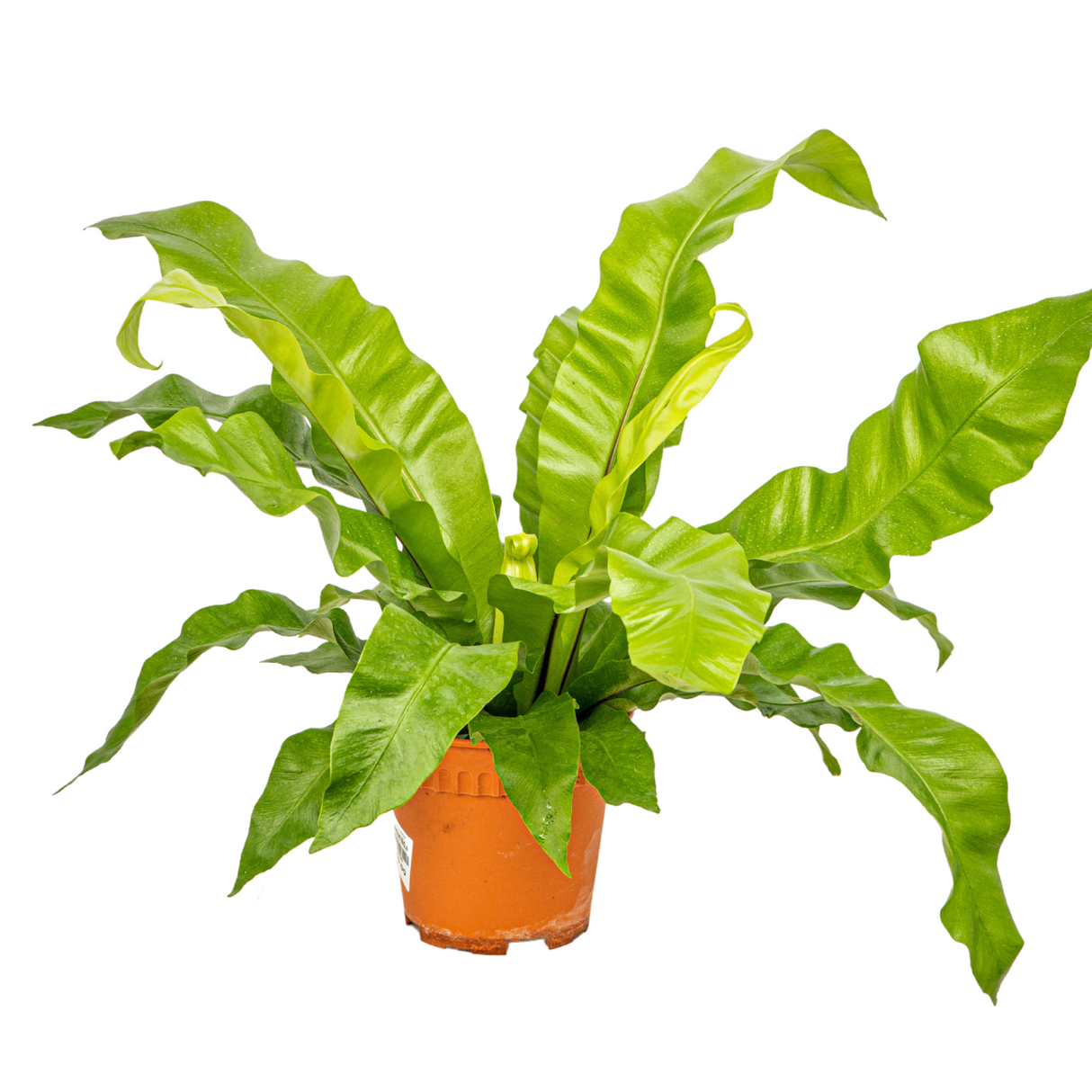 Asplenium Nidus Plant (15cm pot)