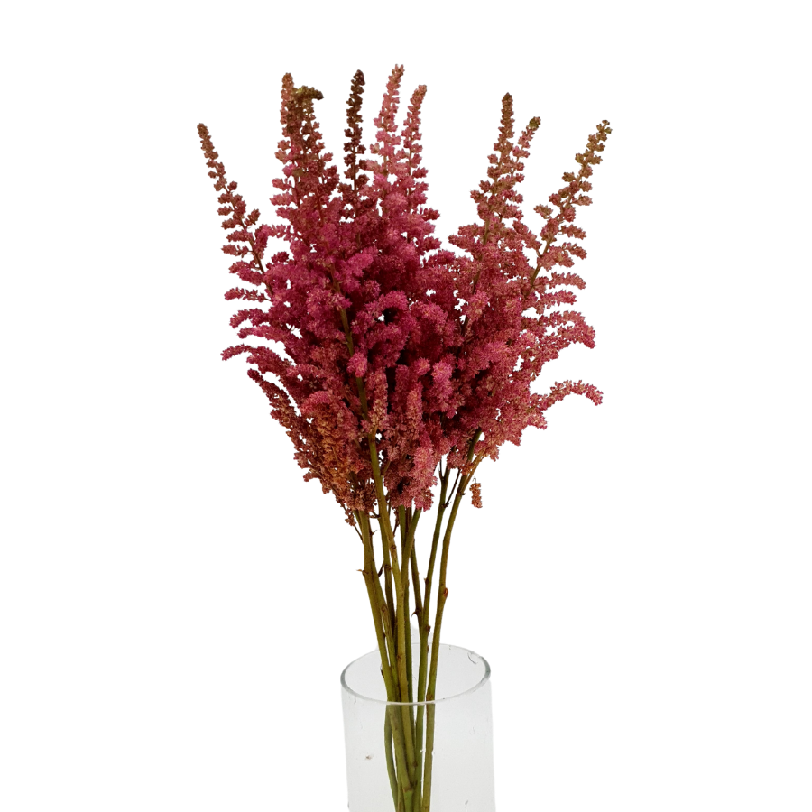 Astilbe (Holland)