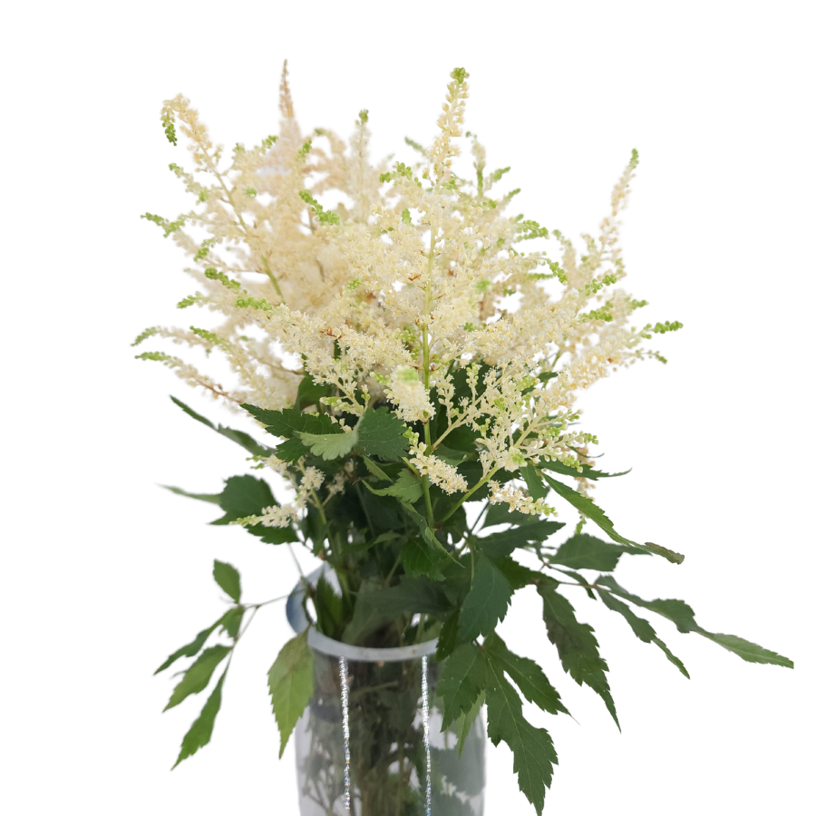Astilbe (Holland)