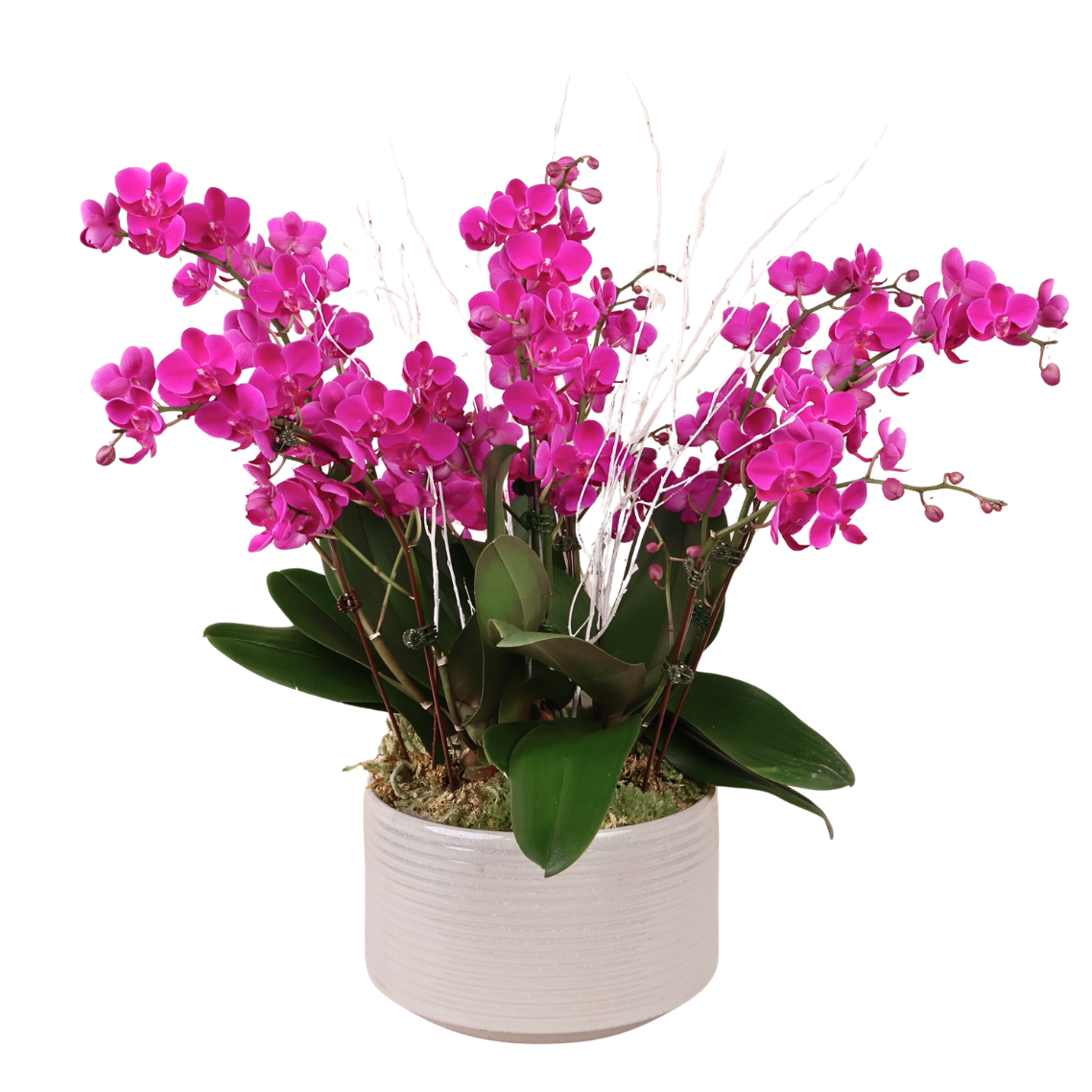 Aurelia Bloom (4 Double Stalk) - Orchid Phalaenopsis