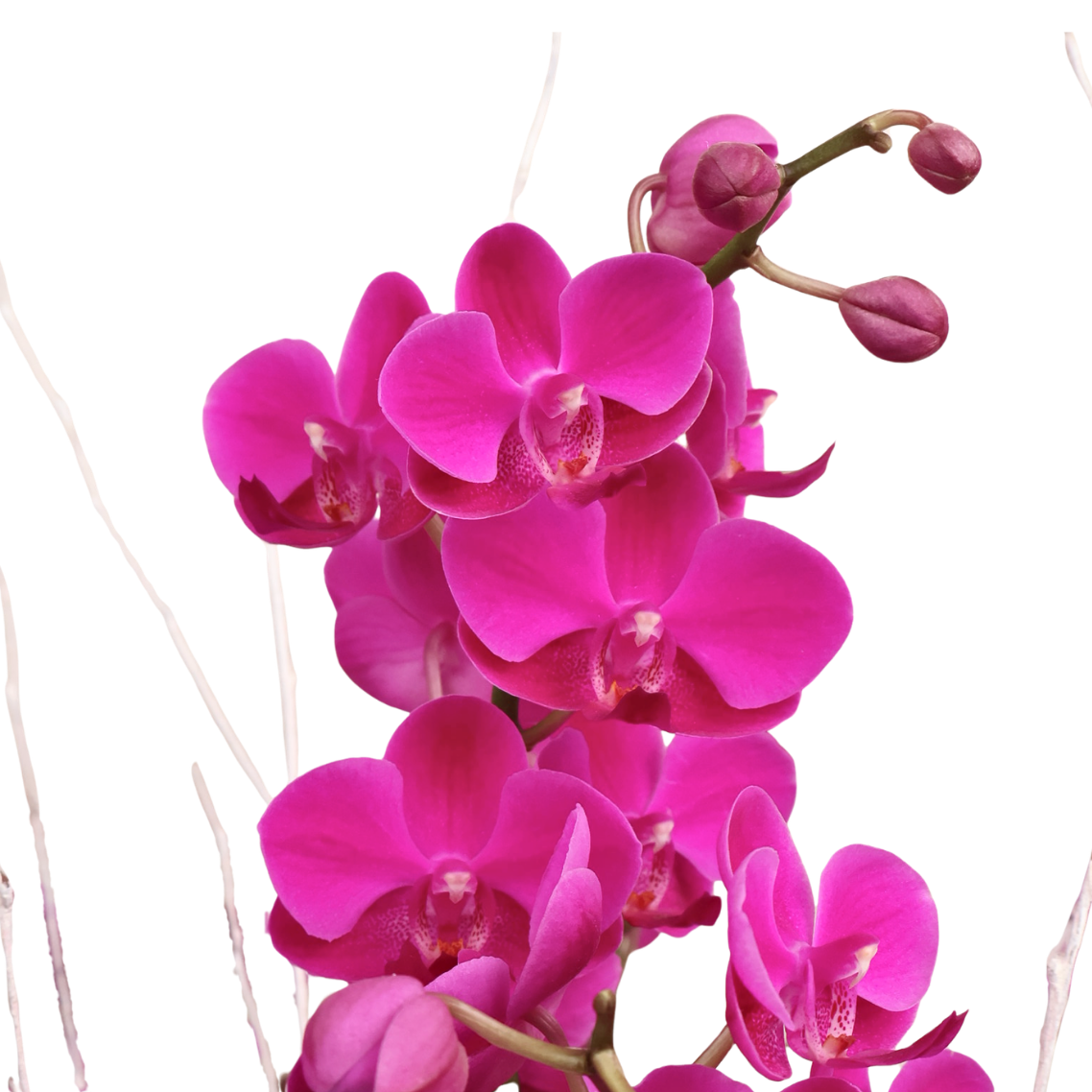 Aurelia Bloom (4 Double Stalk) - Orchid Phalaenopsis