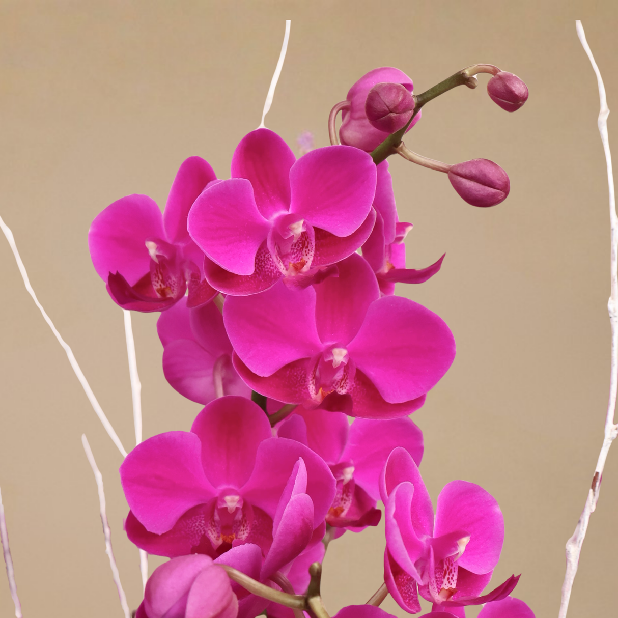 Aurelia Bloom (4 Double Stalk) - Orchid Phalaenopsis