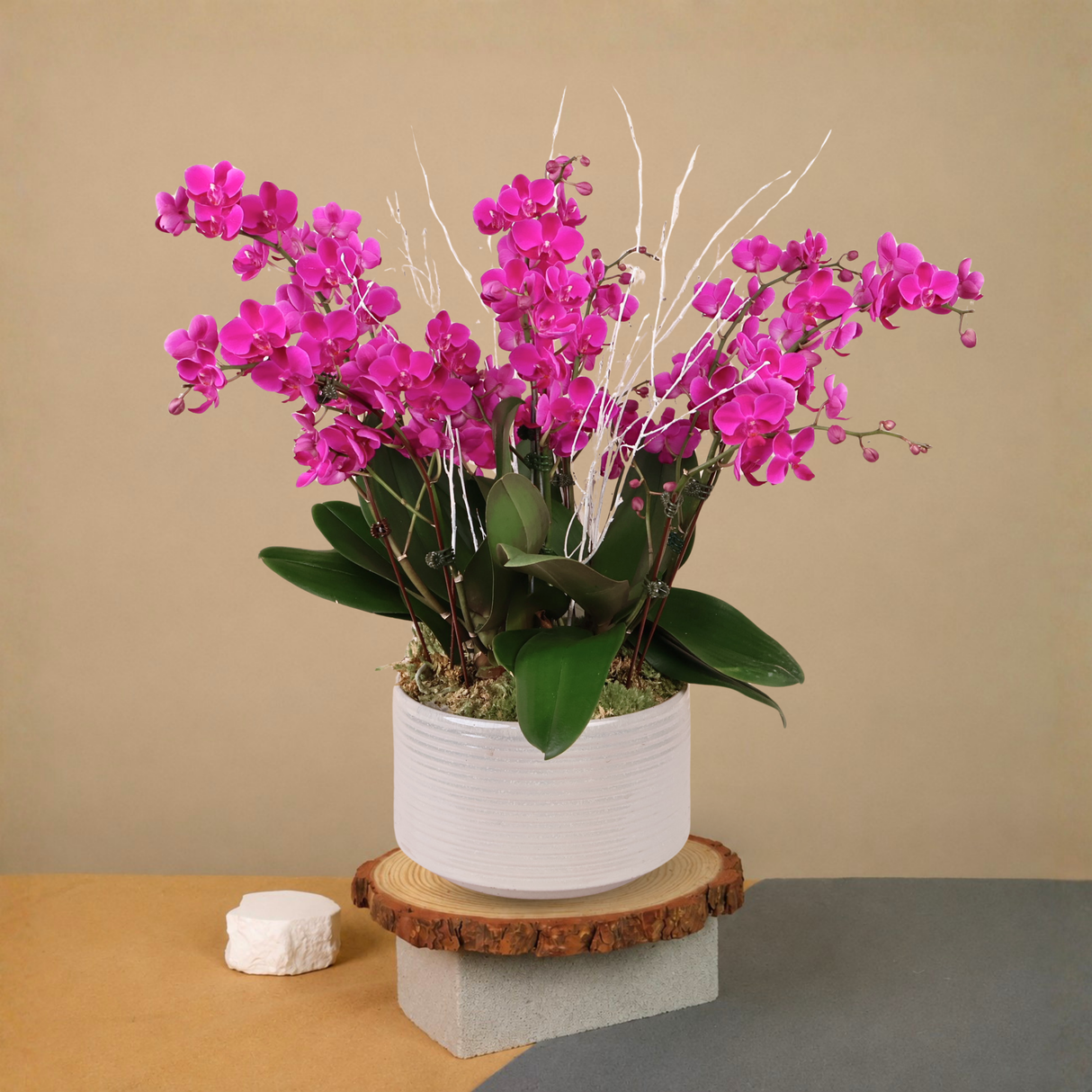 Aurelia Bloom (4 Double Stalk) - Orchid Phalaenopsis