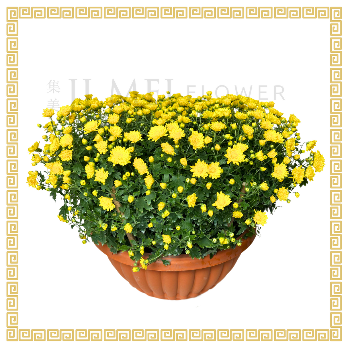 Baby Breath Chrysanthemum 206