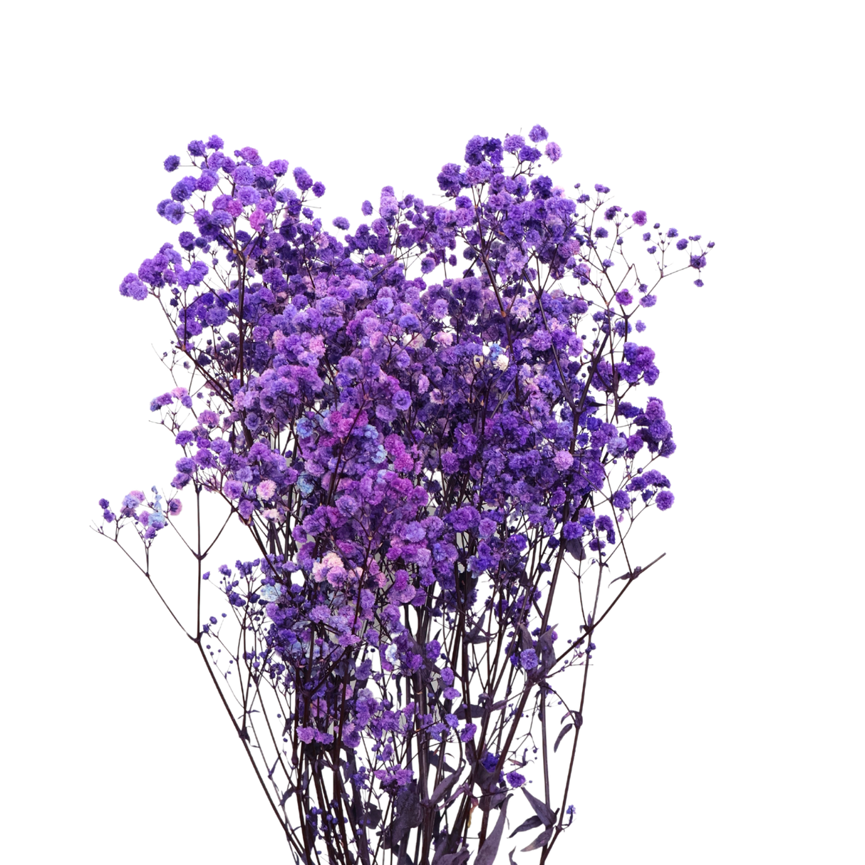 Preserved - Baby Breath