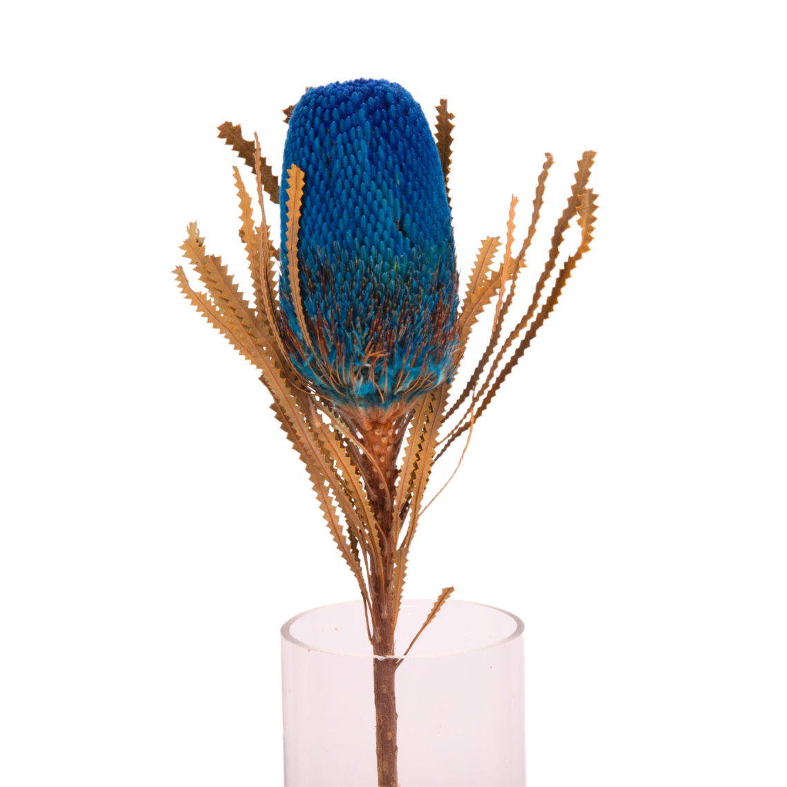 Banksia (South Africa)