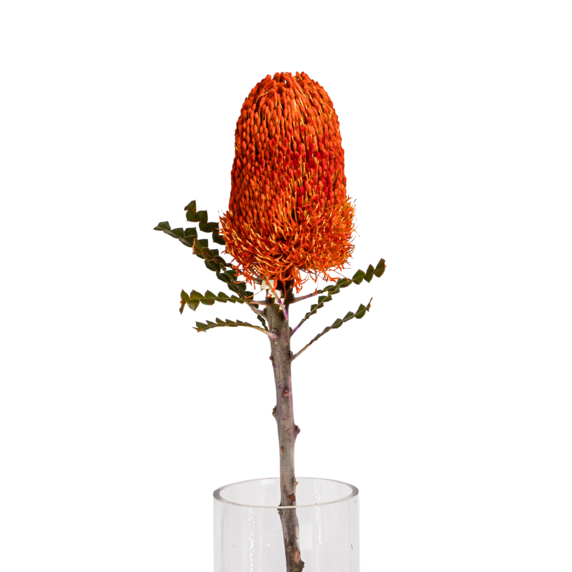 Banksia (South Africa)