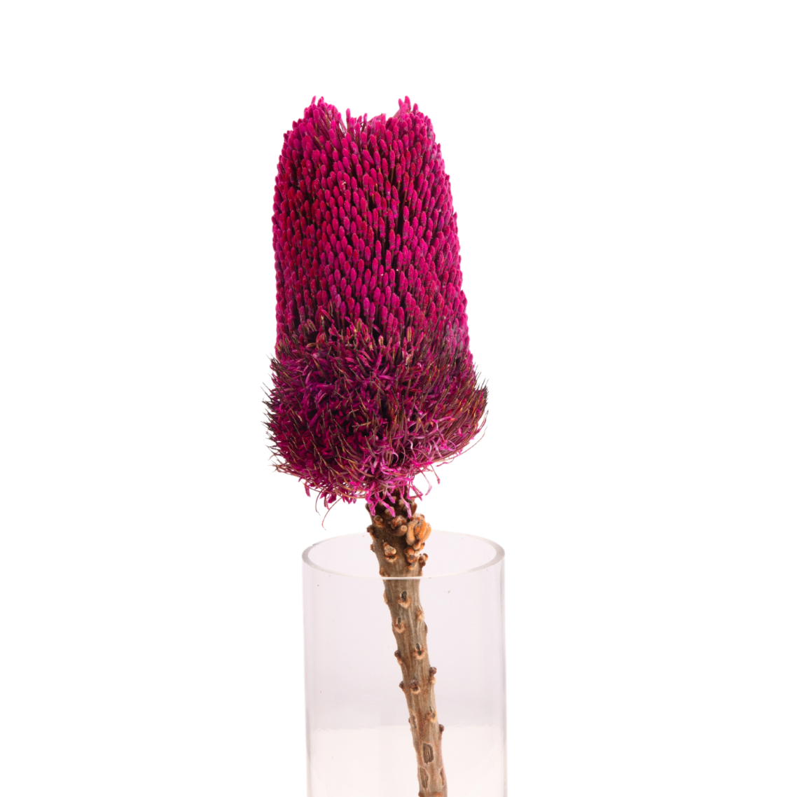 Banksia (South Africa)