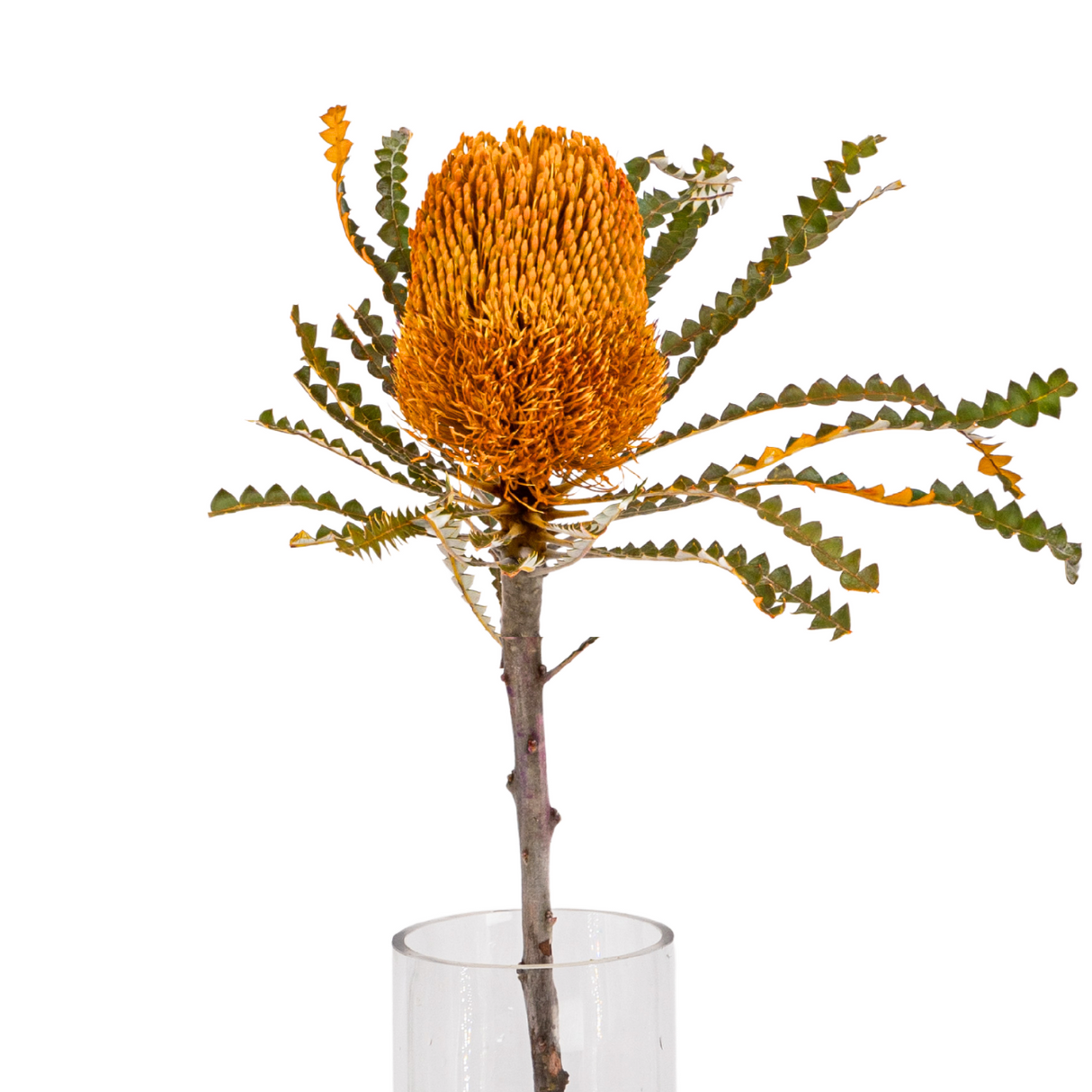 Banksia (South Africa)