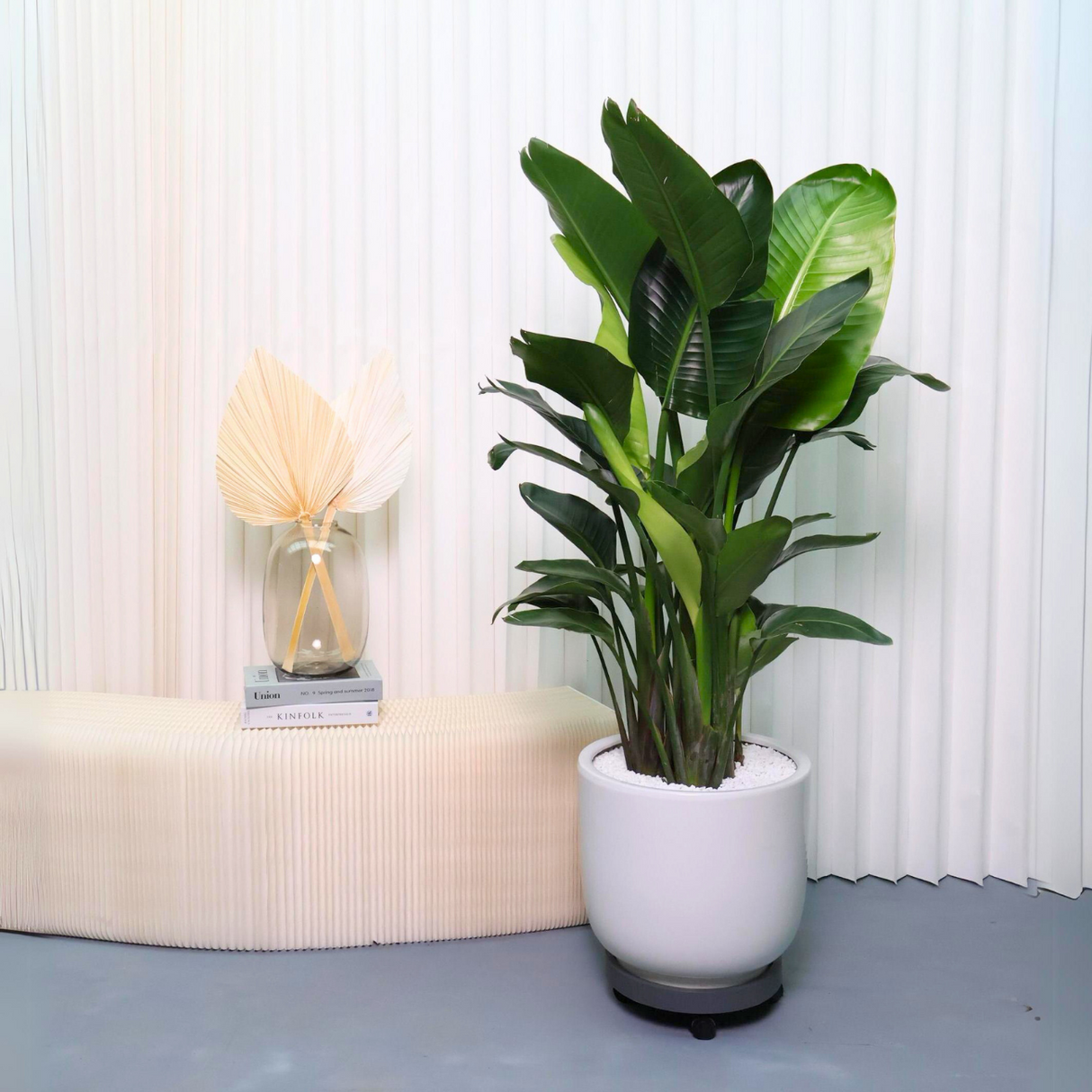 Bird of Paradise Plant in Ceramic Pot (1.55m)