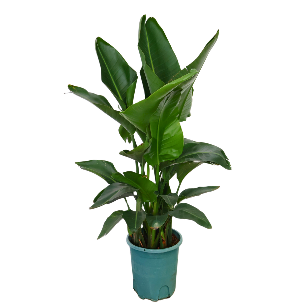 Bird of Paradise Plant in Ceramic Pot (1.55m)