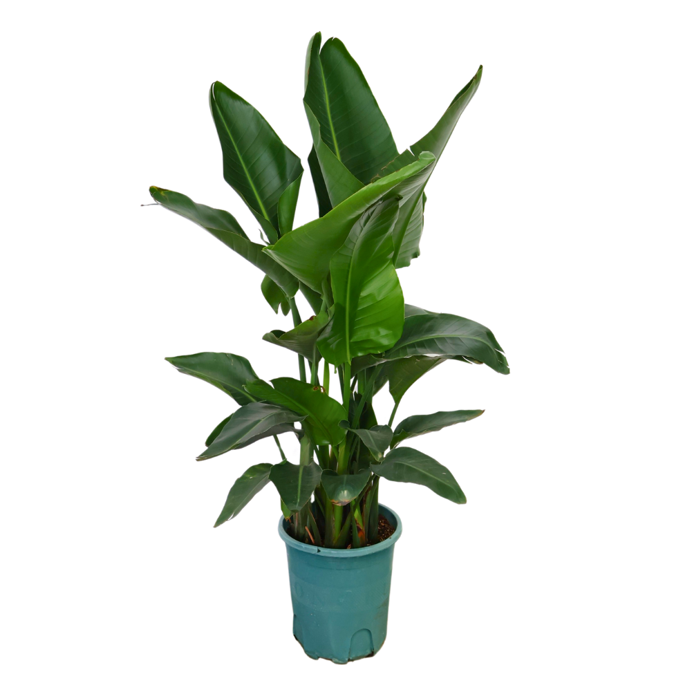 Bird of Paradise Plant