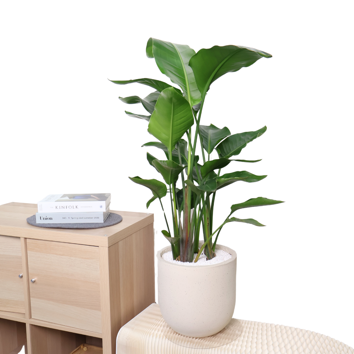 Bird of Paradise Plant in Ceramic Pot