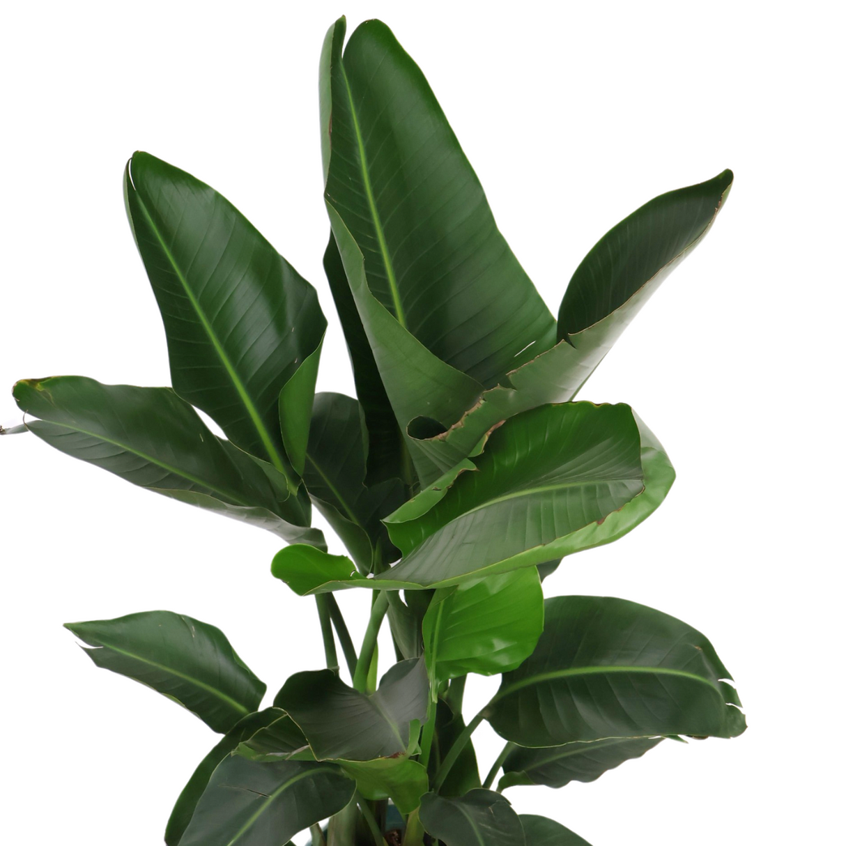 Bird of Paradise Plant in Ceramic Pot (1.55m)