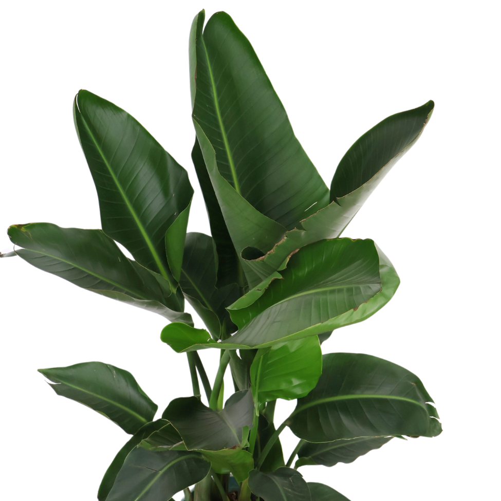 Bird of Paradise Plant