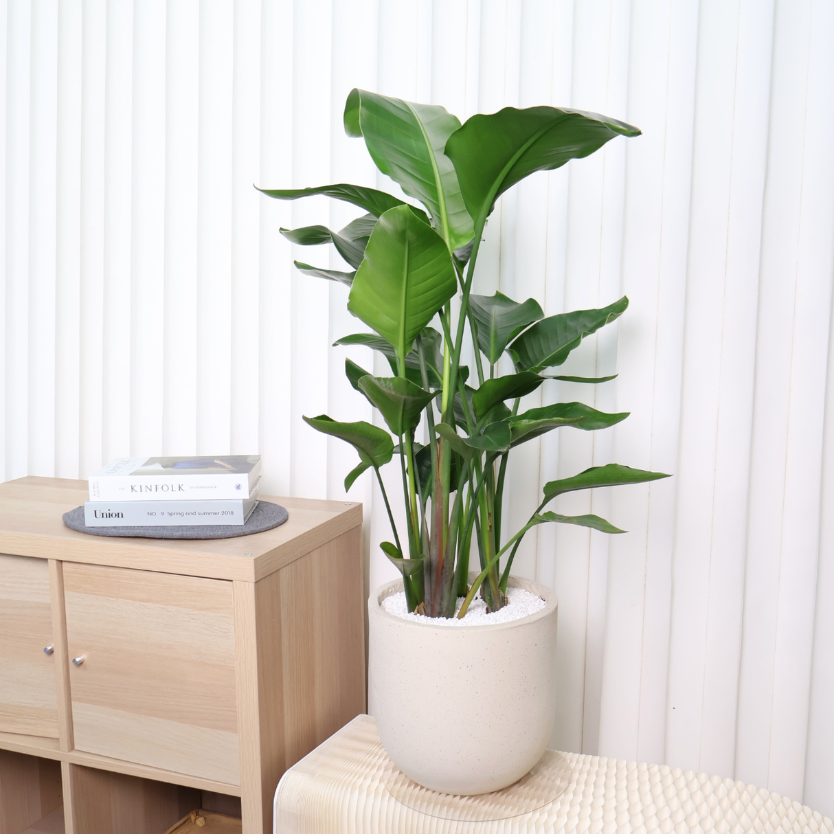 Bird of Paradise Plant in Ceramic Pot