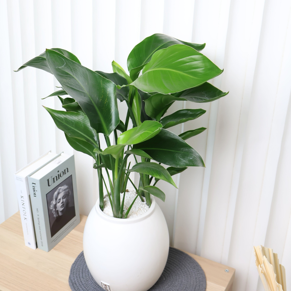 Bird Of Paradise Plant in Ceramic Pot