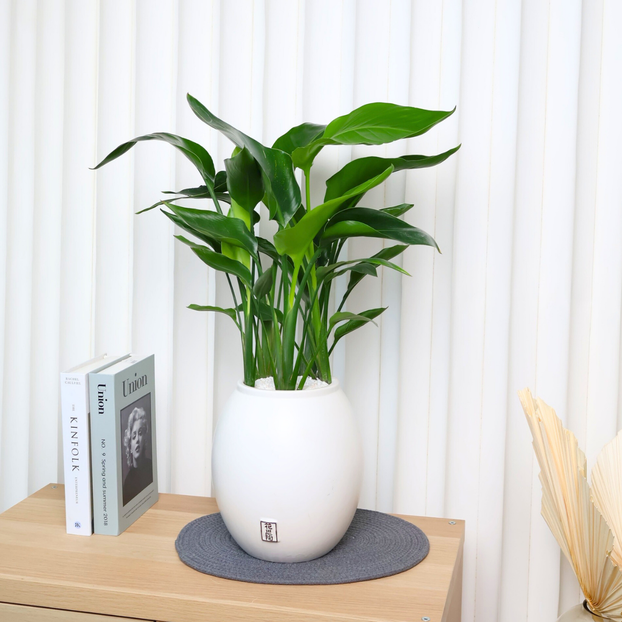 Bird Of Paradise Plant in Ceramic Pot