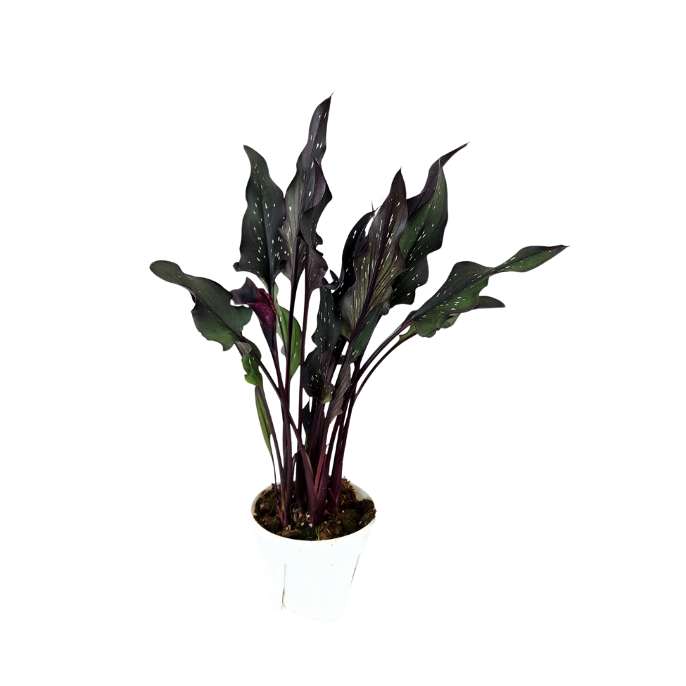 Calla Lily Plant (15cm Pot)