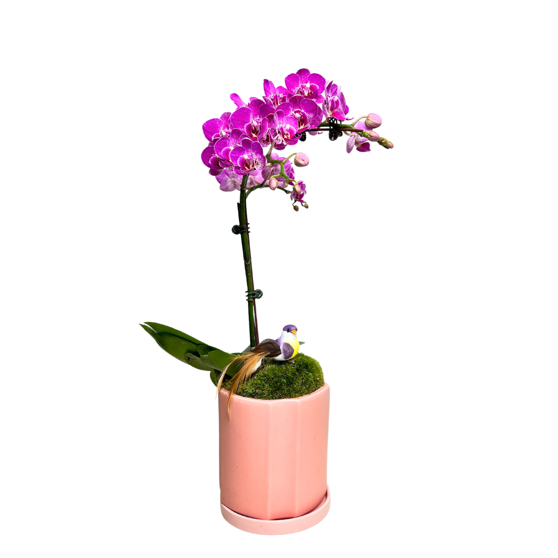 Blessed Warmth (1 Single Stem) - Orchid Phalaenopsis