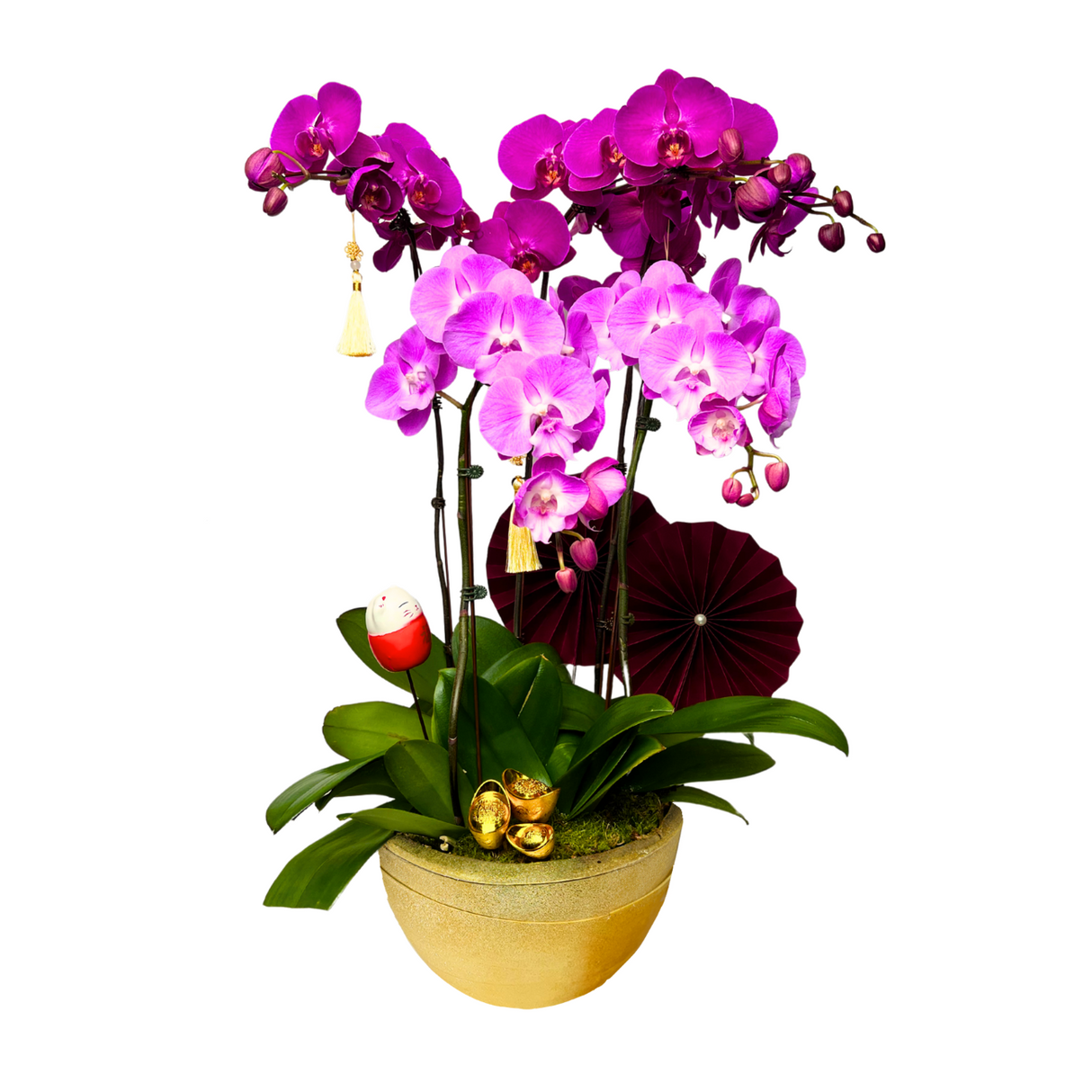 Blossom Harmony (5 Single Stalks) - Orchid Phalaenopsis