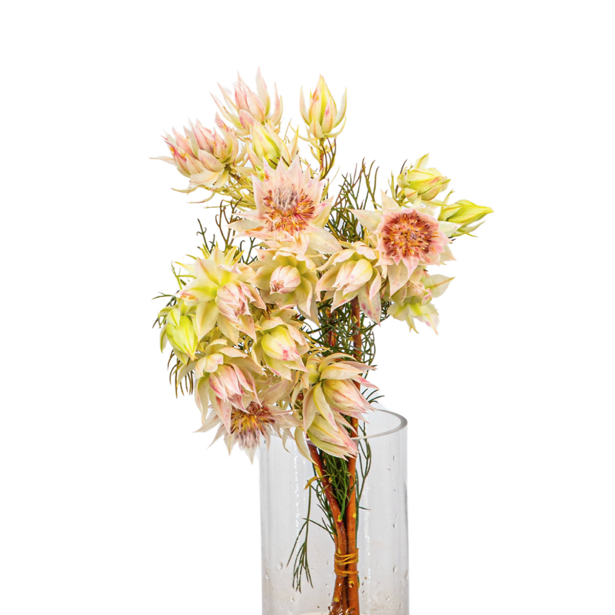 Blushing Brides (South Africa)