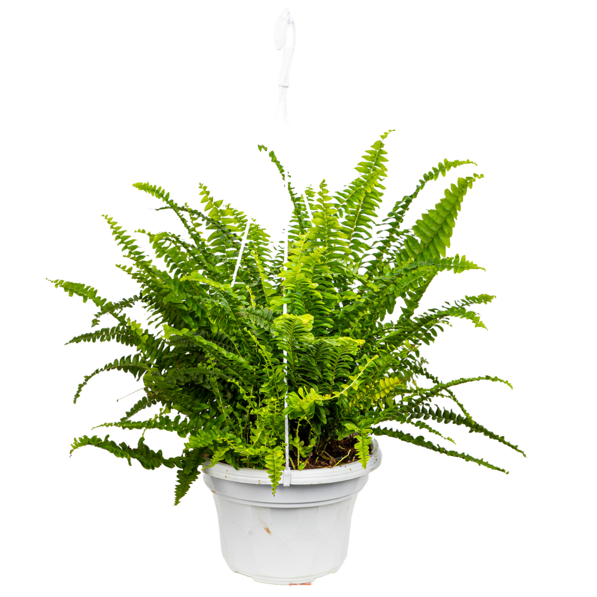 Boston Fern Hanging Plant 22cm Pot