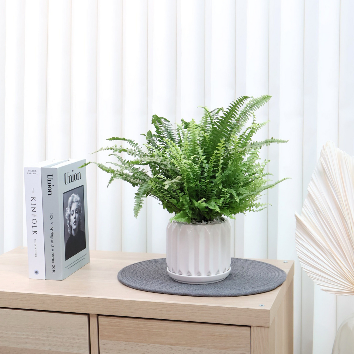 Boston Fern (150) in Ceramic Pot