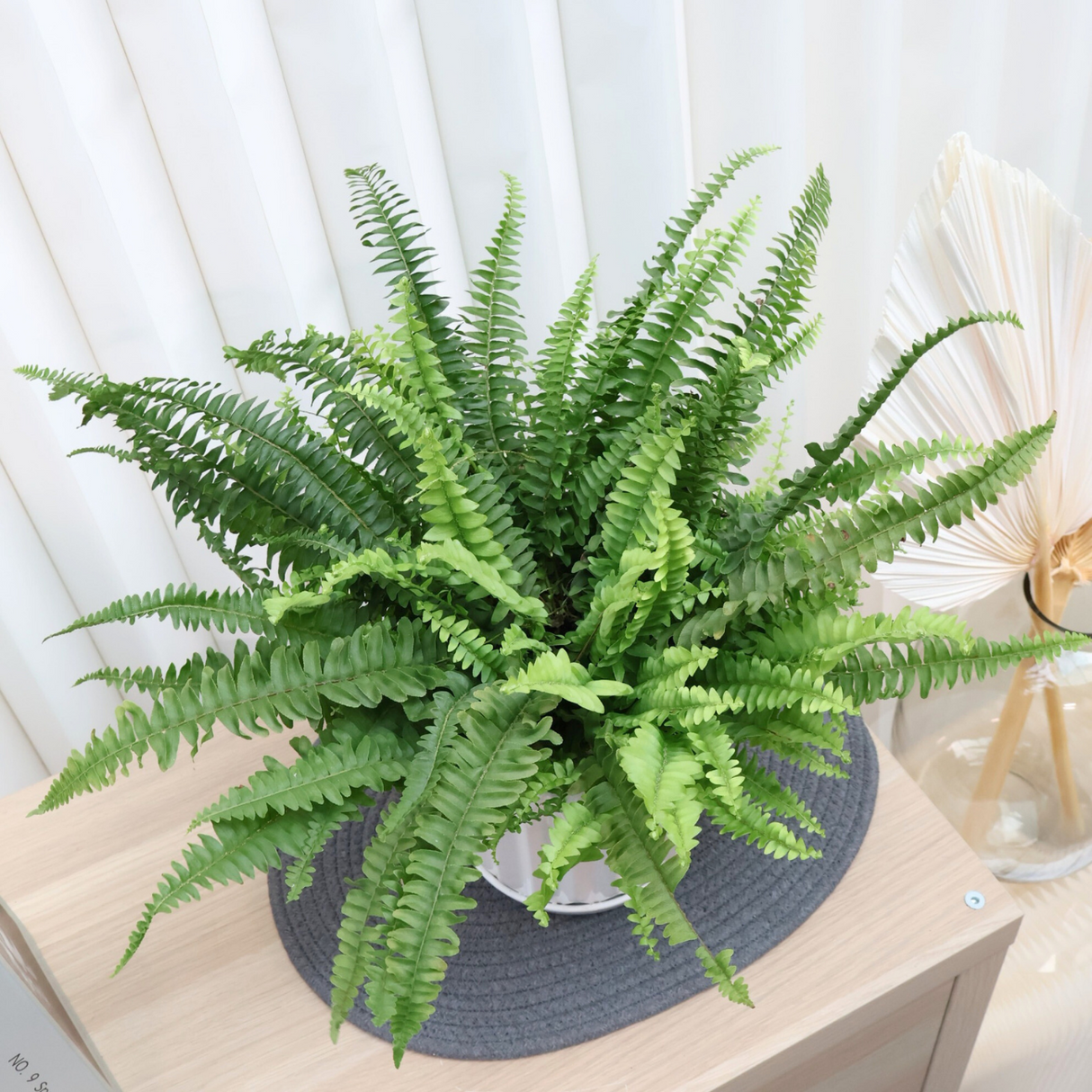 Boston Fern (150) in Ceramic Pot