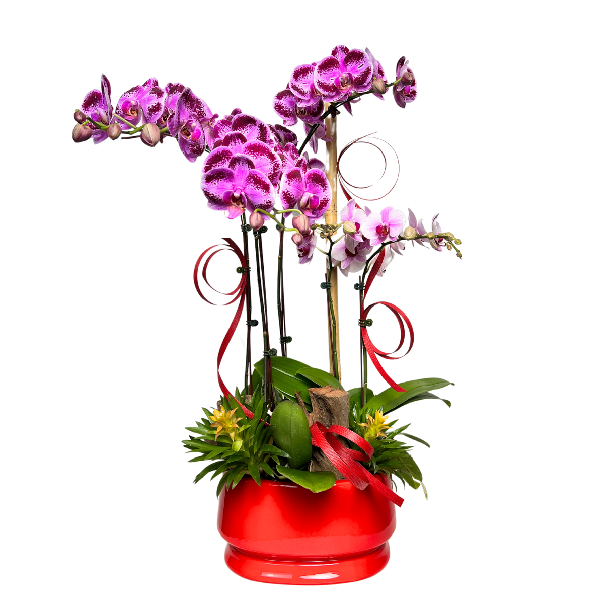 Botanic Beauty (3 Single Stem, 1 Double Stem) - Orchid Phalaenopsis