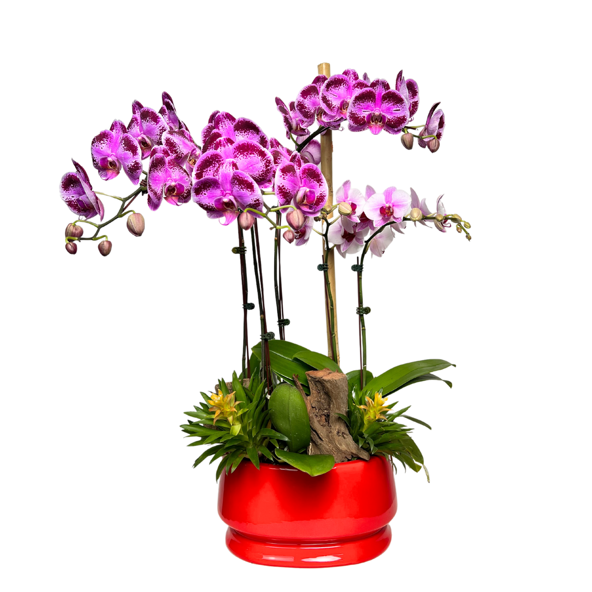 Botanic Beauty (3 Single Stem, 1 Double Stem) - Orchid Phalaenopsis