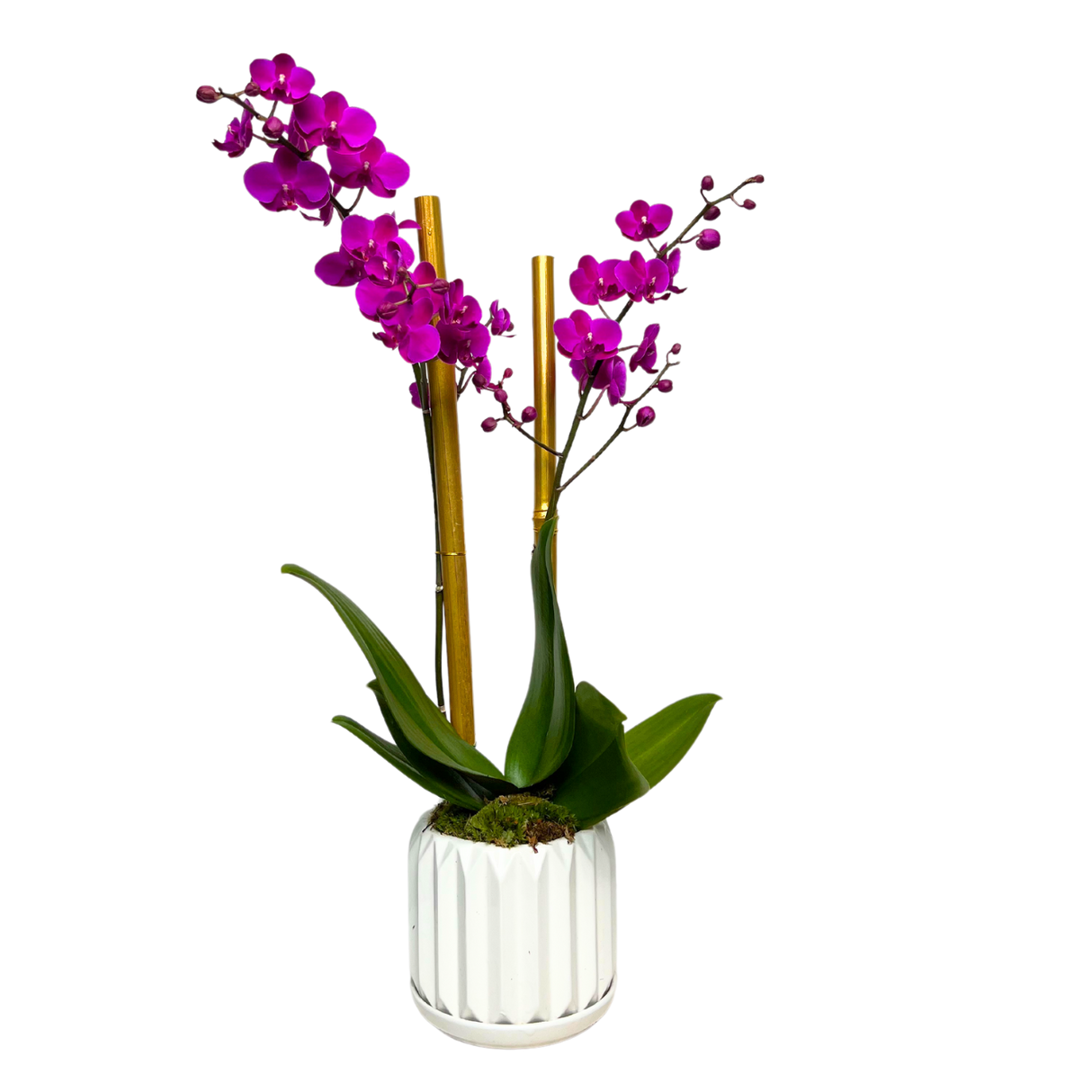 Botanical Dream (1 Double Stem) - Orchid Phalaenopsis