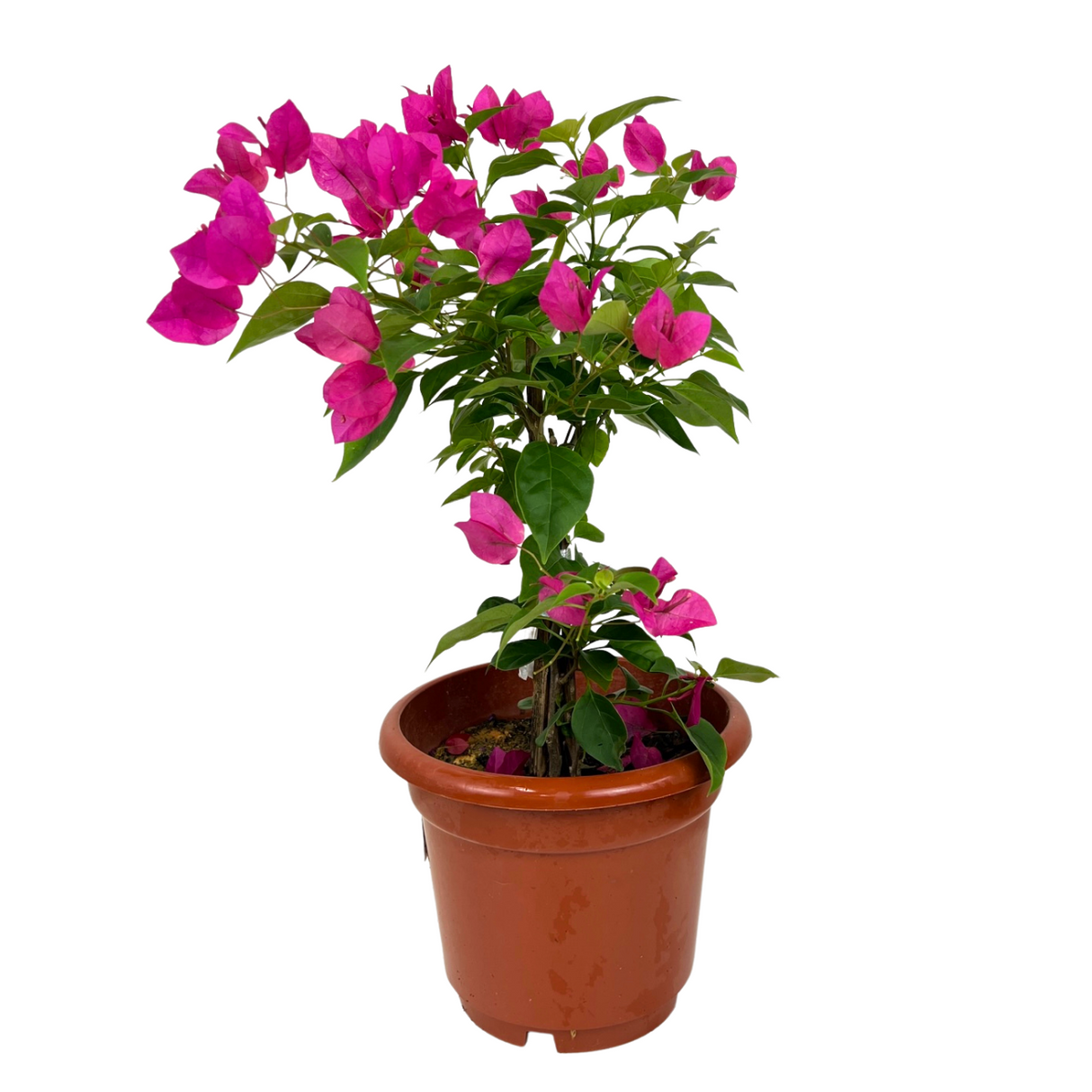 Bougainvillea Plant