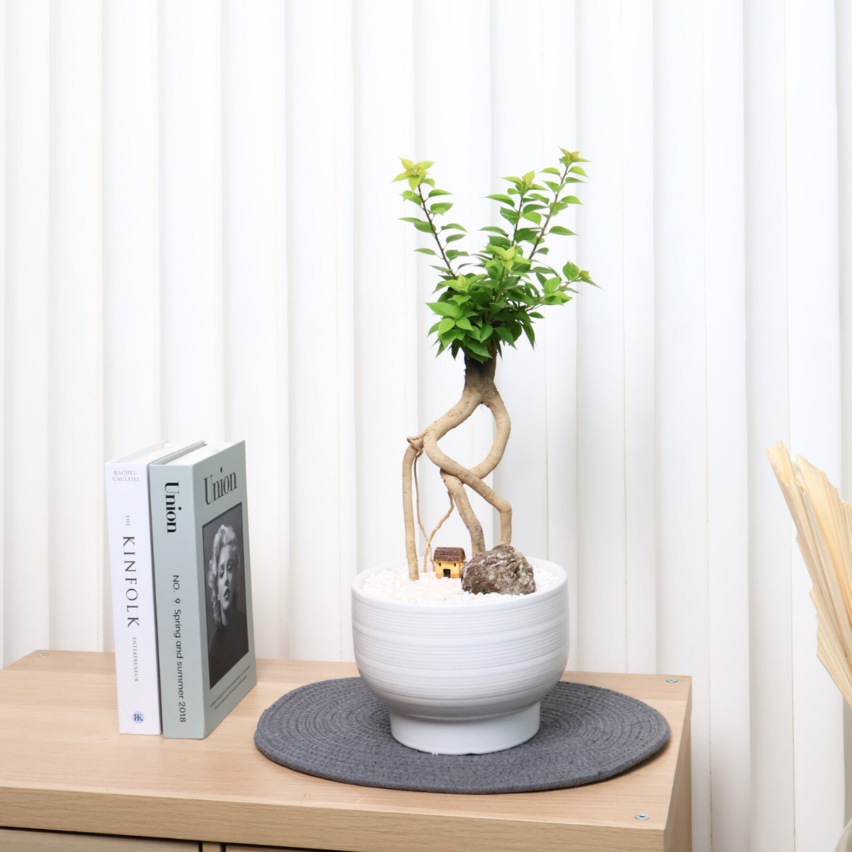 Bougainvillea in Ceramic Pot