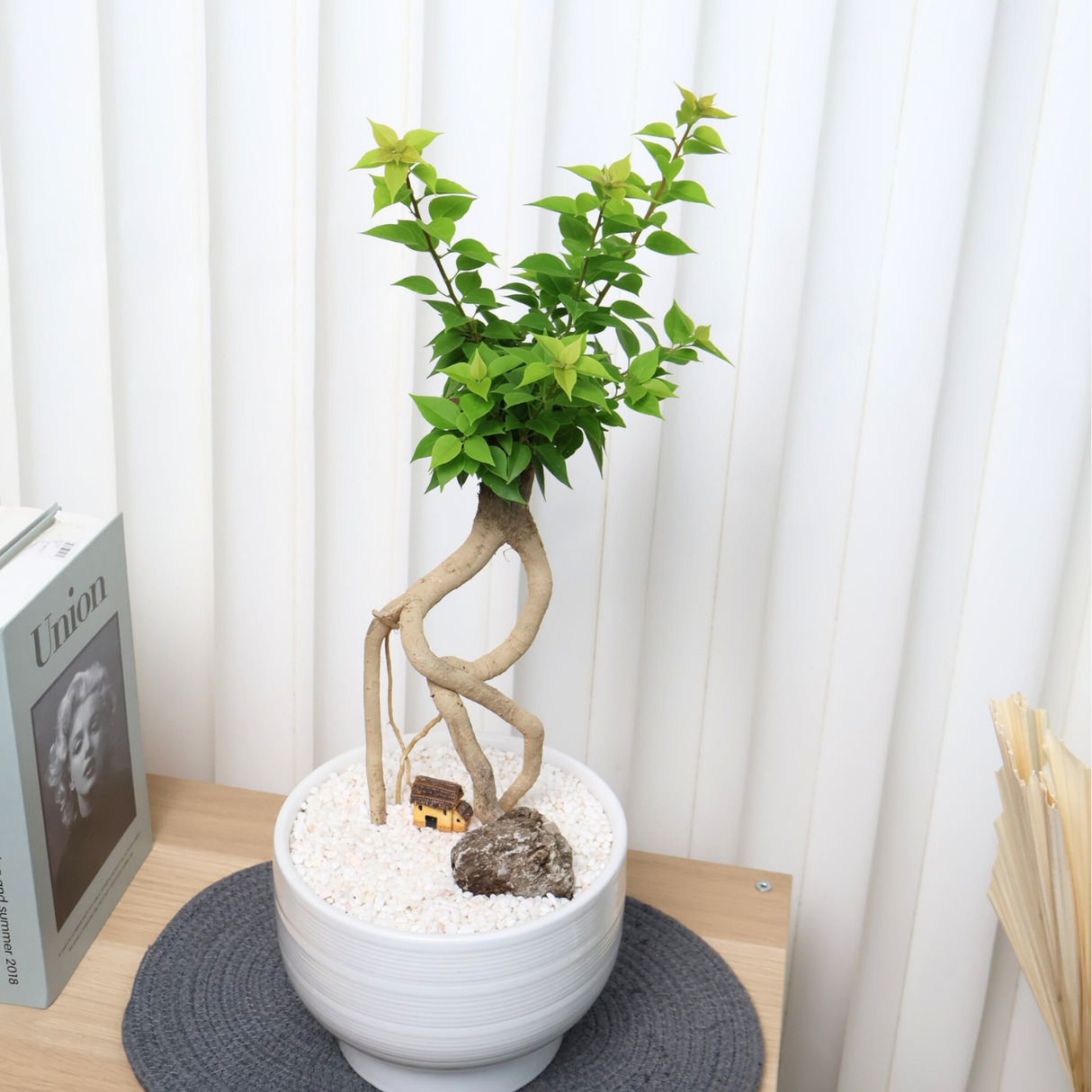 Bougainvillea in Ceramic Pot