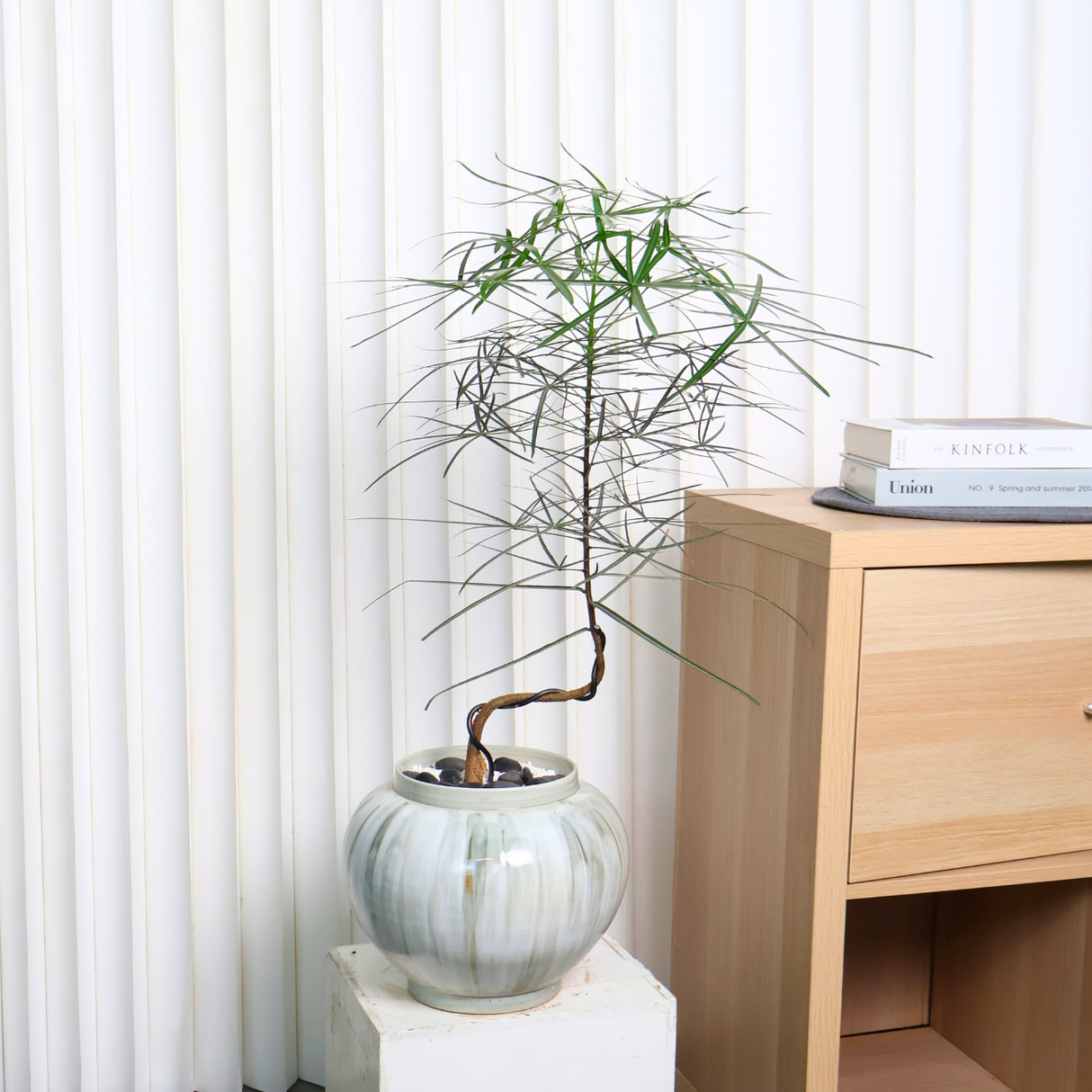 Brachychiton Rupestris (Bottle Tree) in Ceramic Pot
