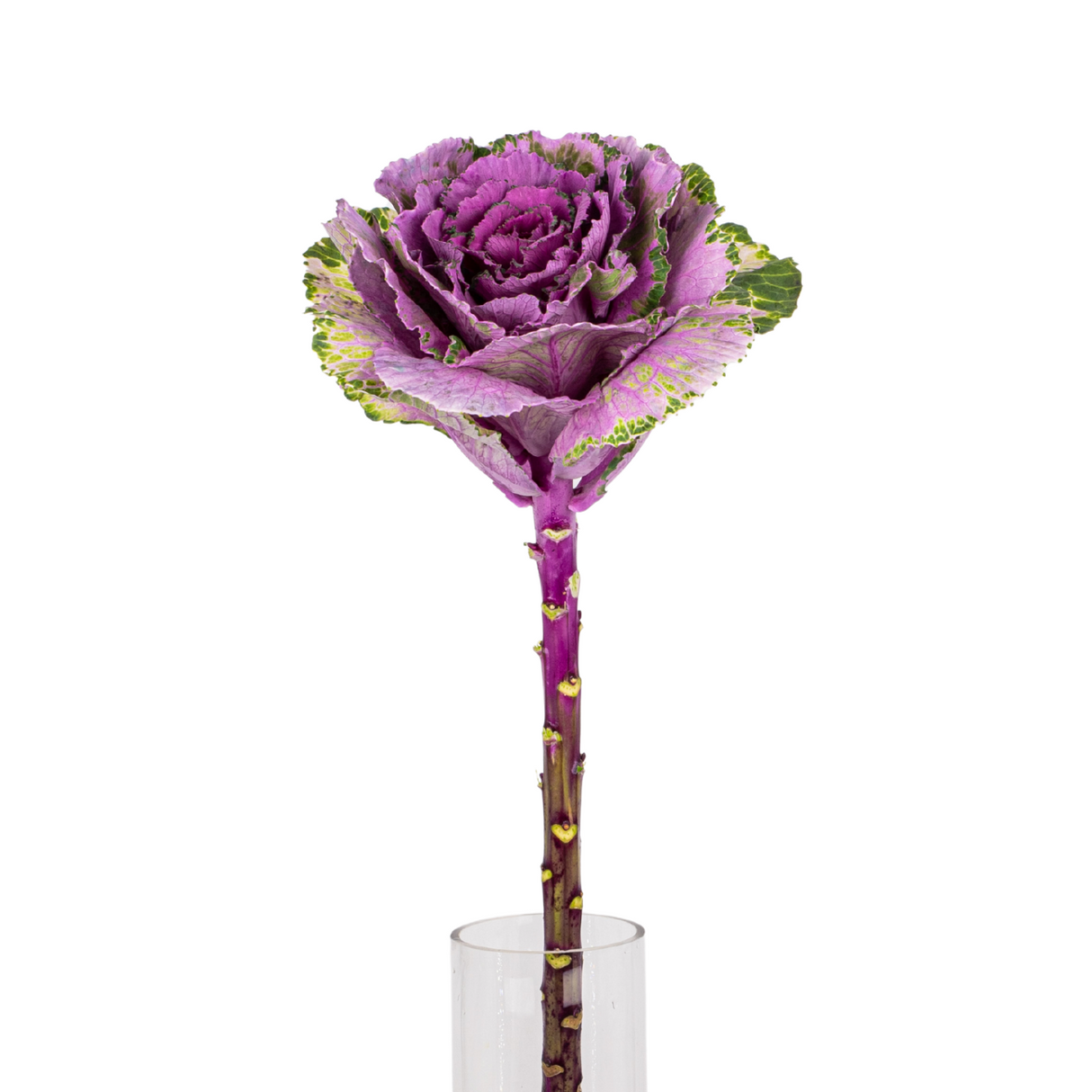 Brassica Giant (China)