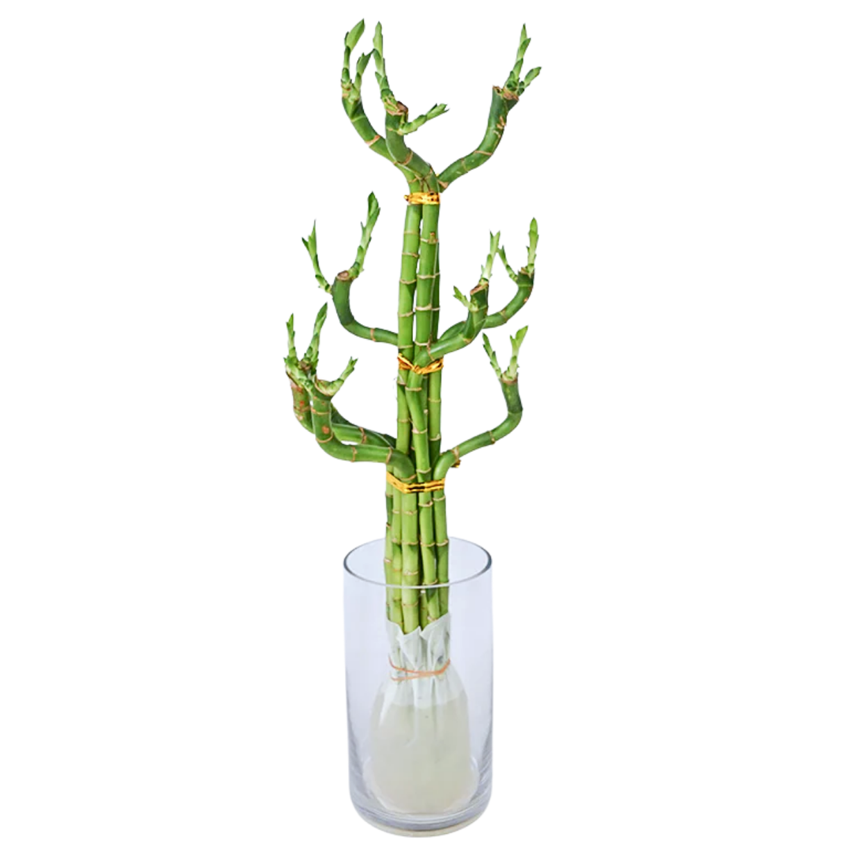 Bamboo Money Tree