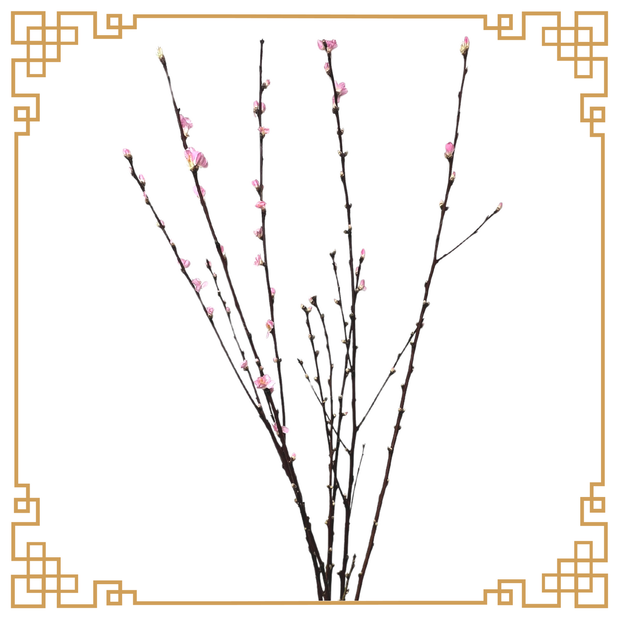 Cherry Blossom (Italy)