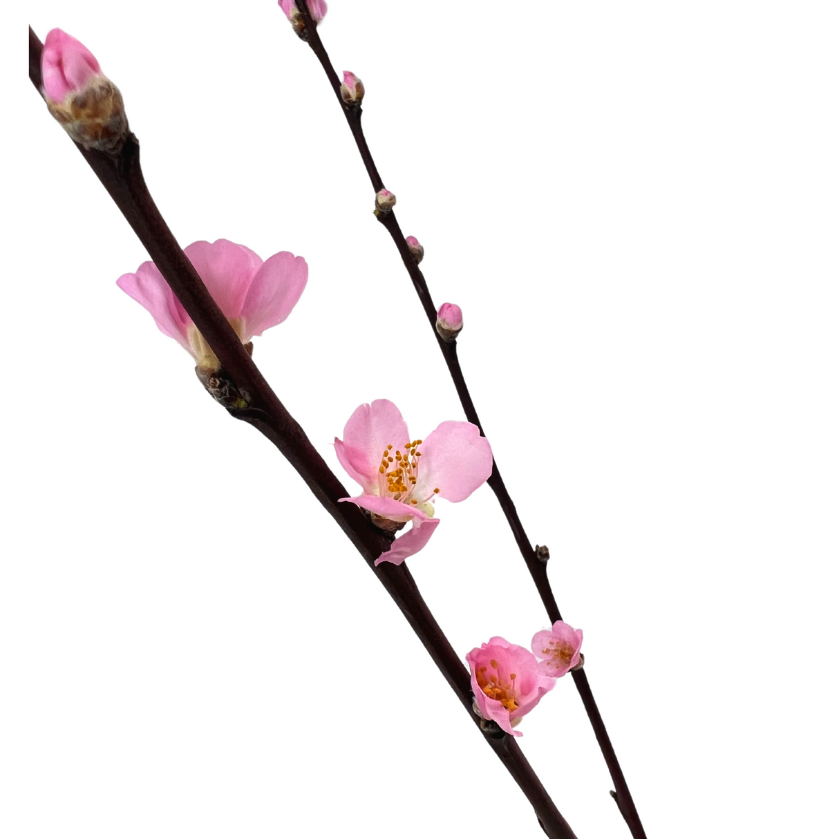 Cherry Blossom (Italy)