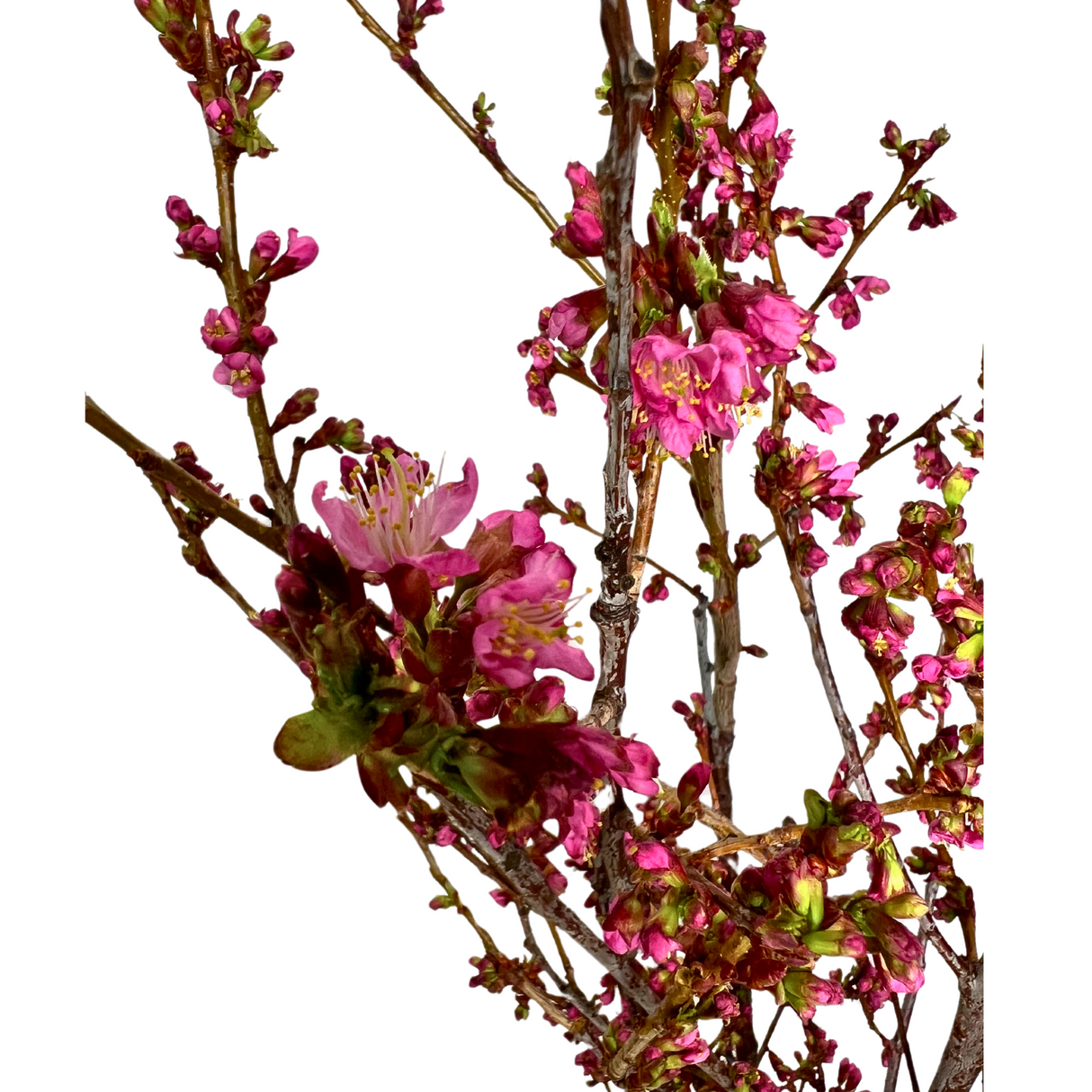 Cherry Blossom (China)