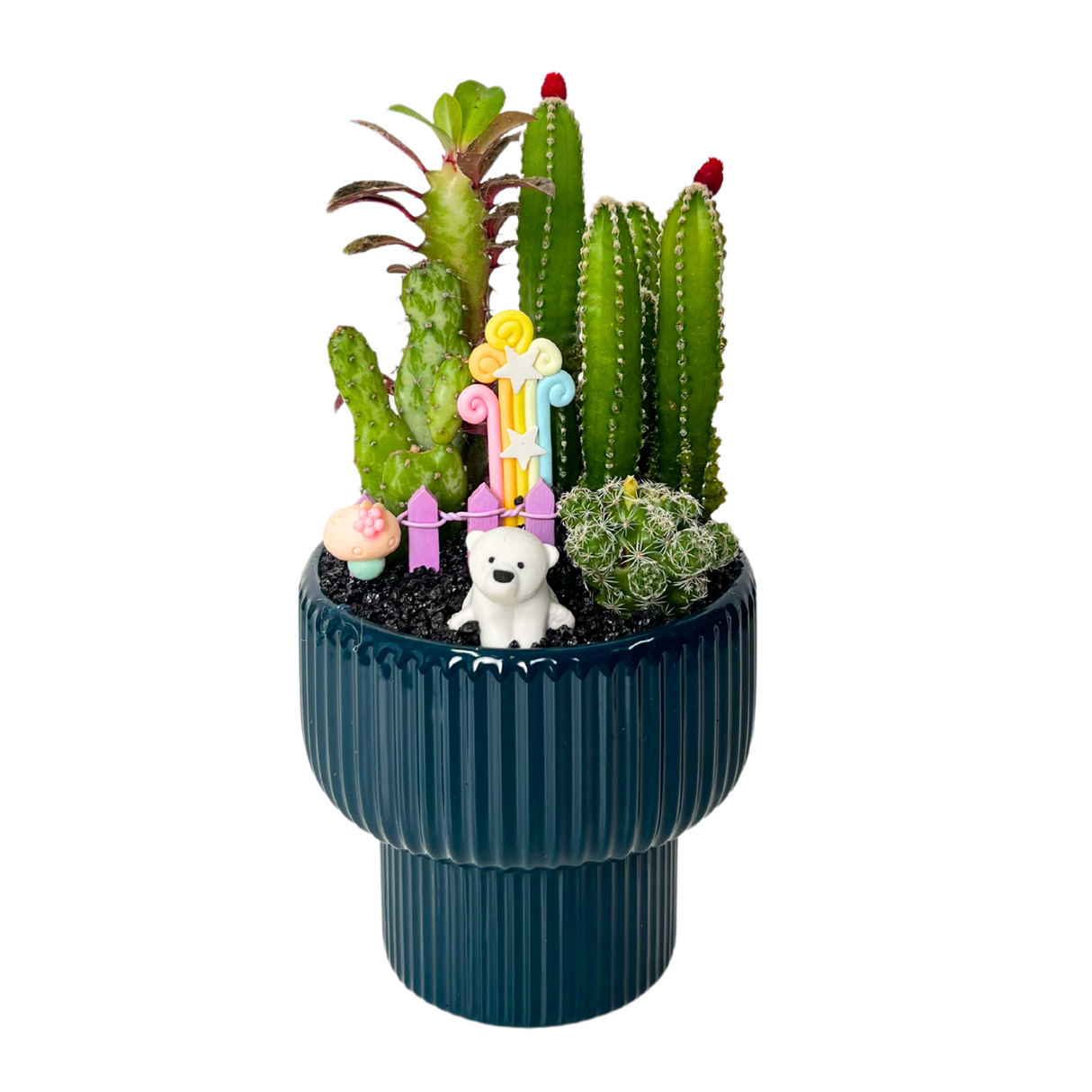 Cactus Arrangement - Assorted