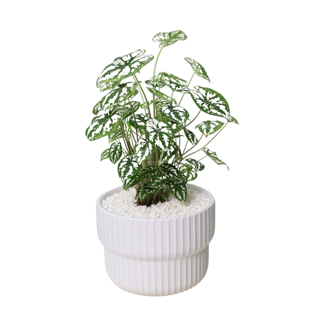 Caladium Bicolor (Caladium White Christmas) in Ceramic Pot