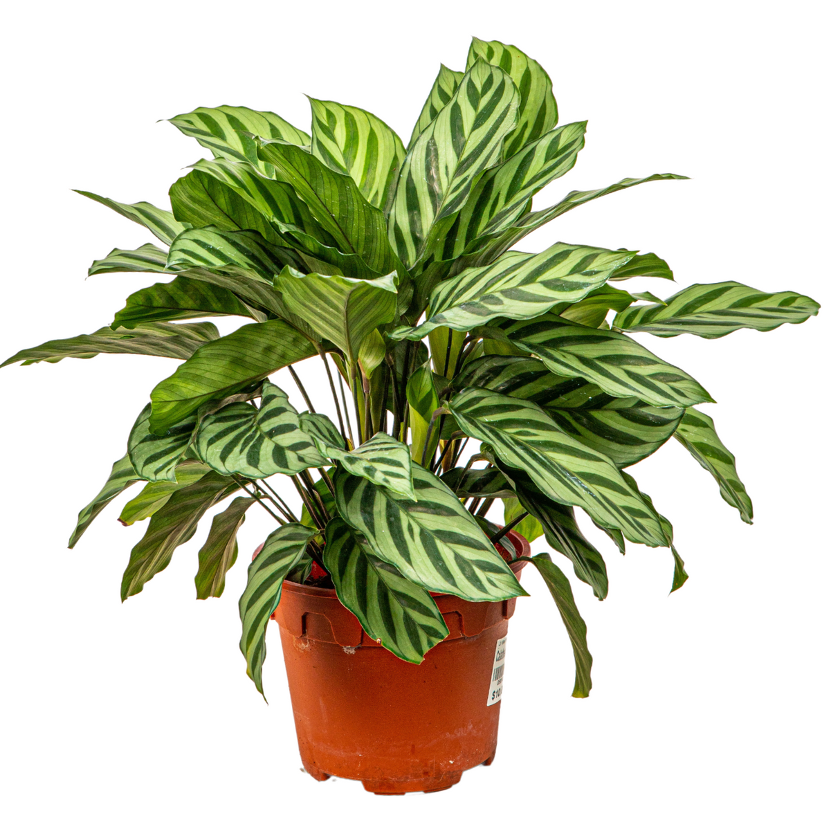 Calathea Freddie