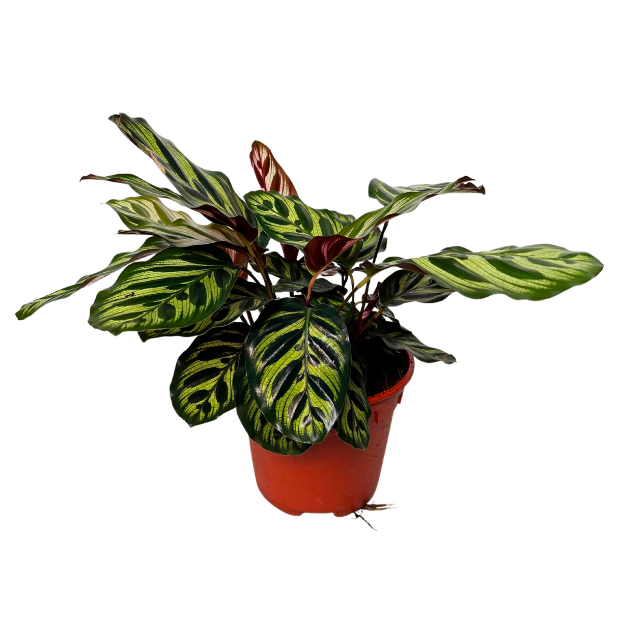 Calathea Makoyana Plant (15cm Pot)