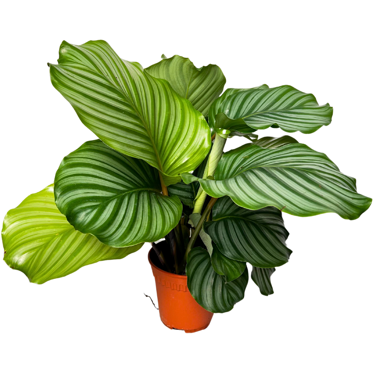 Calathea Orbifolia Plant 15cm Pot