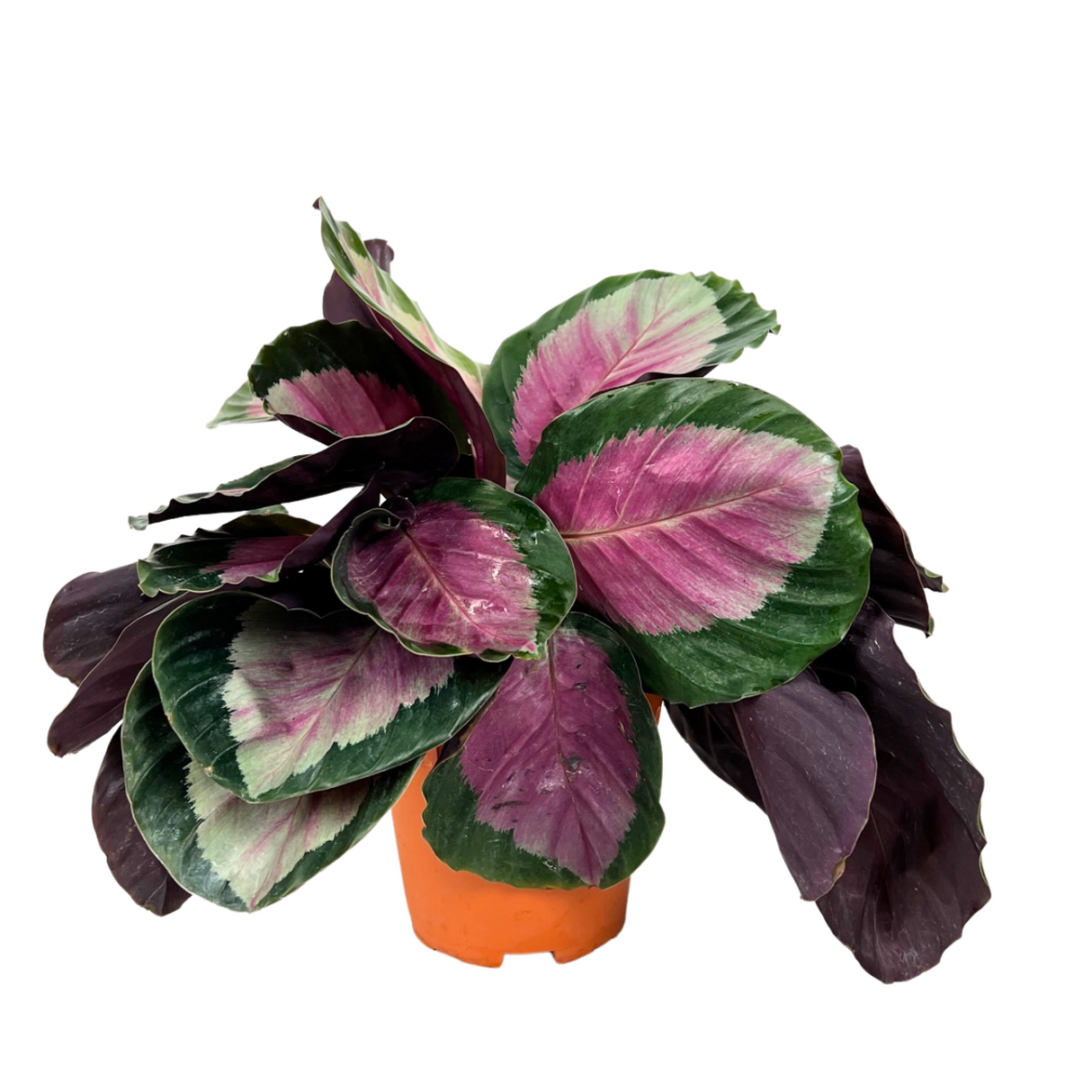 Calathea Rosey Roseopicta