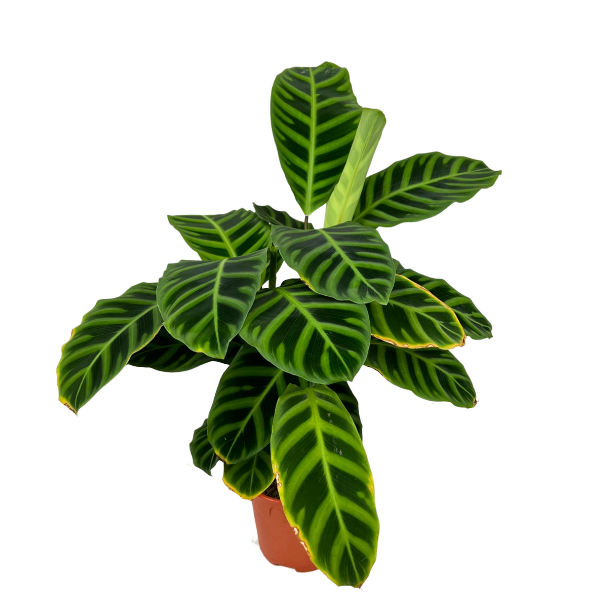 Calathea Zebrina Plant 15cm Pot