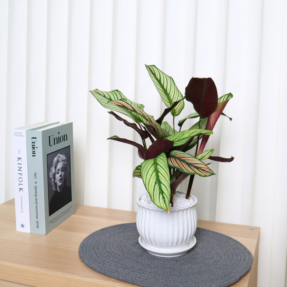 Calathea (Mix) in Ceramic Pot