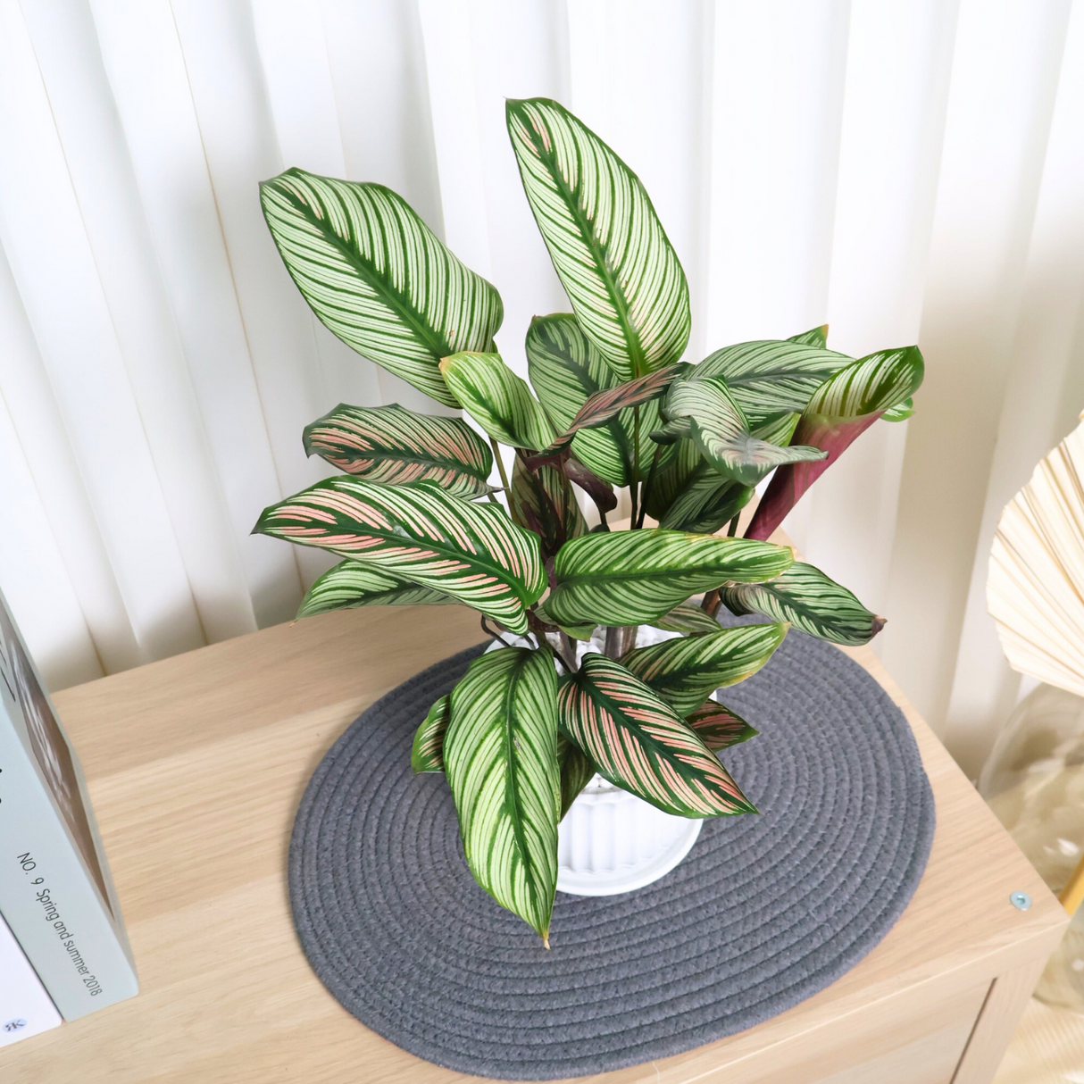Calathea (Mix) in Ceramic Pot